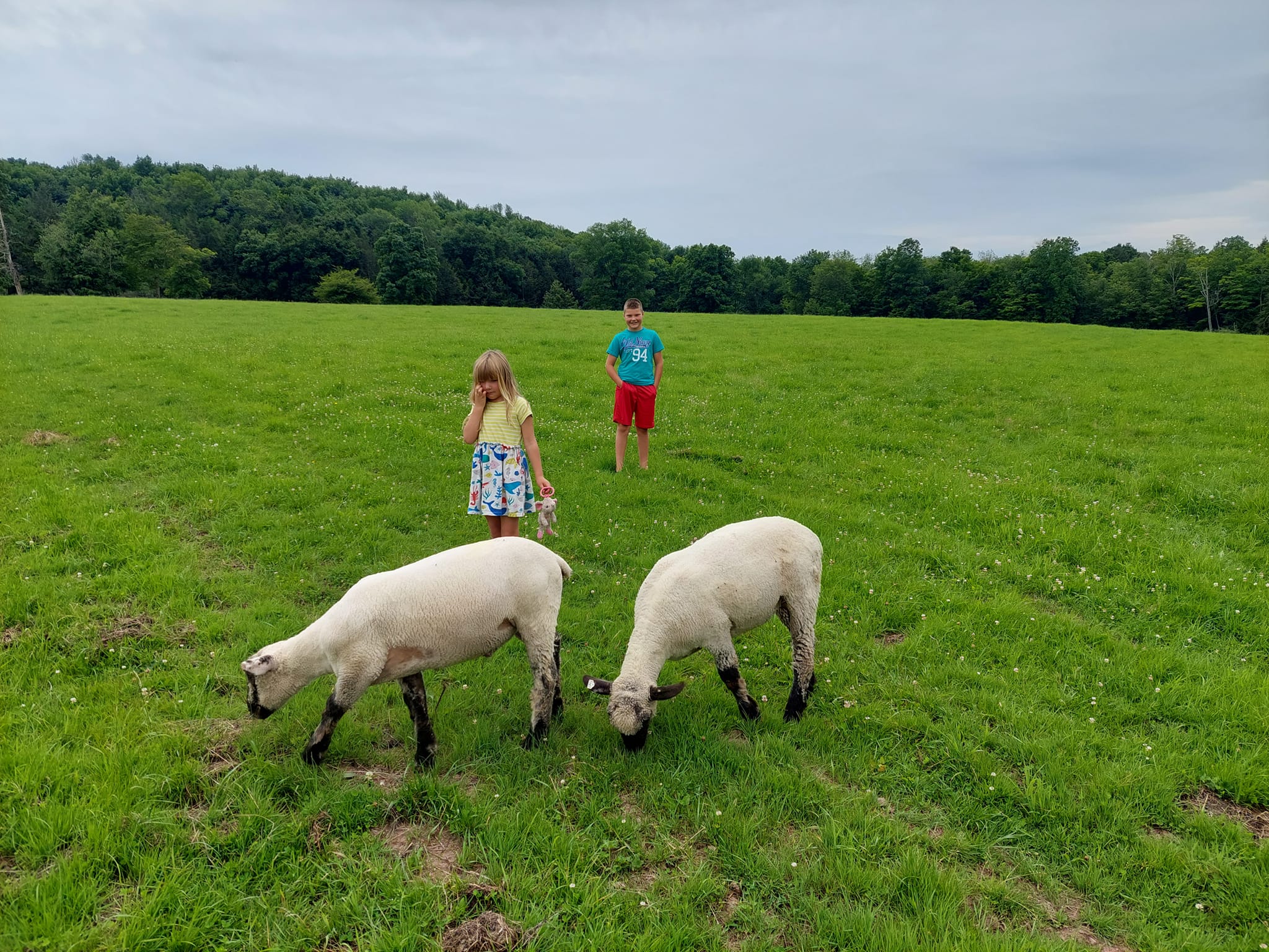Sheep At Twin Brooks Farm