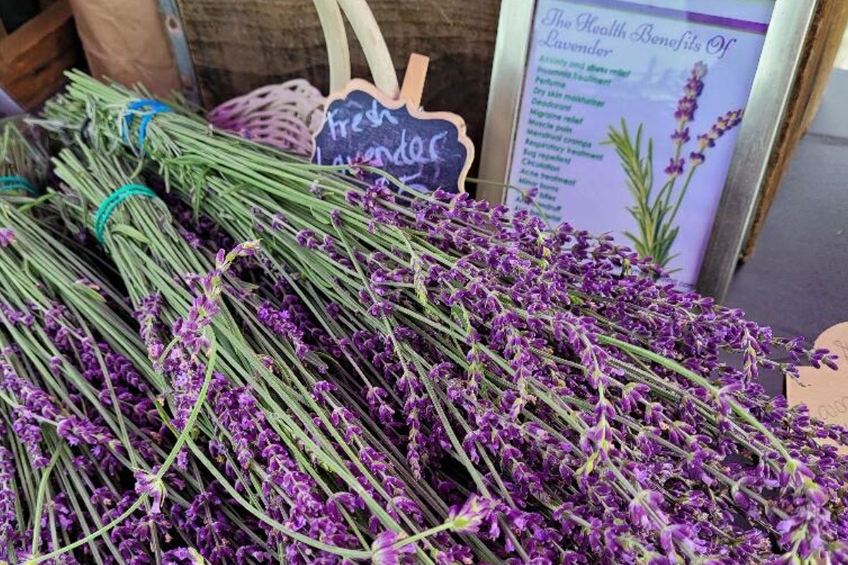 fresh lavender