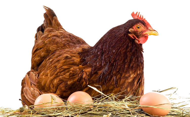 hen sitting on eggs